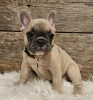 Tatum , a female French Bulldog for sale in Perry, MO – 8 of 10