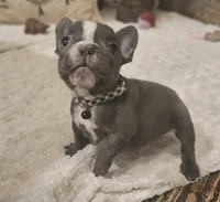 Blaze, a male French Bulldog for sale in Perry, MO – Photo 4 of 10