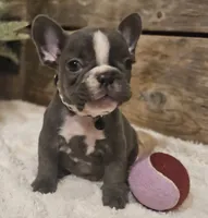 Blaze, a male French Bulldog for sale in Perry, MO – Photo 10 of 10
