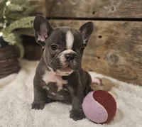 Blaze, a male French Bulldog for sale in Perry, MO – Photo 3 of 10