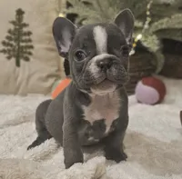 Blaze, a male French Bulldog for sale in Perry, MO – Photo 2 of 10