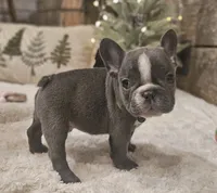 Blaze, a male French Bulldog for sale in Perry, MO – Photo 5 of 10