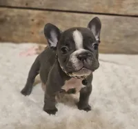 Blaze, a male French Bulldog for sale in Perry, MO – Photo 7 of 10