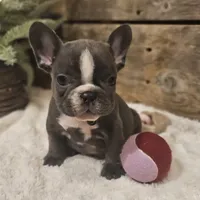 Blaze, a male French Bulldog for sale in Perry, MO – Photo 9 of 10