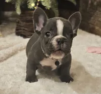 Blaze, a male French Bulldog for sale in Perry, MO – Photo 1 of 10