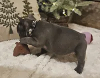 Blaze, a male French Bulldog for sale in Perry, MO – Photo 8 of 10