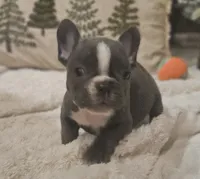 Blaze, a male French Bulldog for sale in Perry, MO – Photo 6 of 10