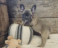 Sawyer, a male French Bulldog for sale in Perry, MO – 9 of 10