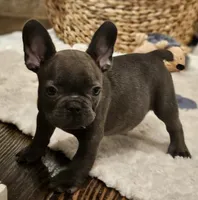 Gizmo, a male French Bulldog for sale in Perry, MO – 4 of 10