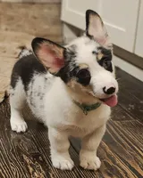 Maverick , a male Pembroke Welsh Corgi for sale in Perry, MO – 4 of 10