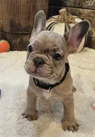 Spunk, a male French Bulldog for sale in Perry, MO – 2 of 10