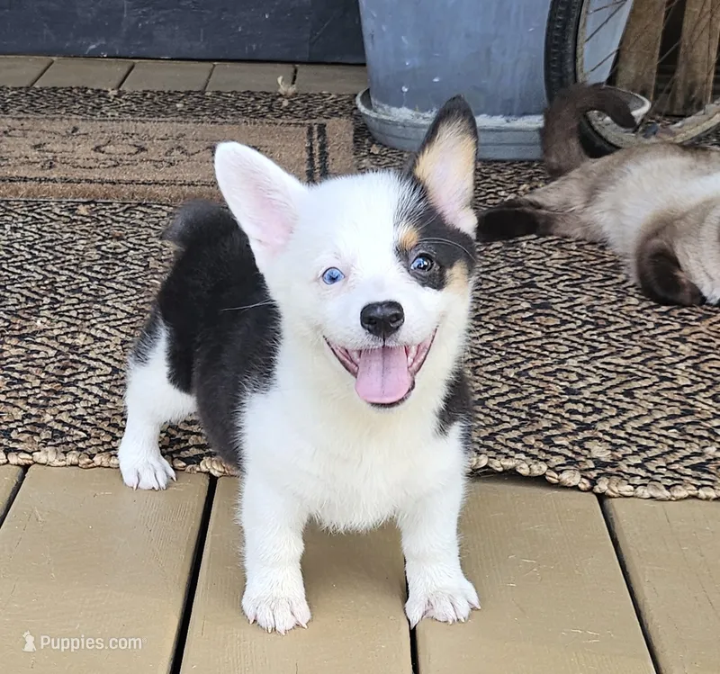 Penny – Pembroke Welsh Corgi puppy for sale in Perry, MO