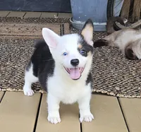 Penny, a female Pembroke Welsh Corgi for sale in Perry, MO – 1 of 8