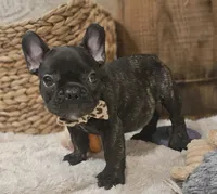 Jack, a male French Bulldog for sale in Perry, MO – 9 of 10
