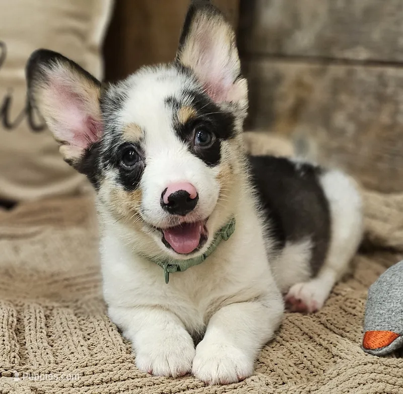 Maverick  – Pembroke Welsh Corgi puppy for sale in Perry, MO
