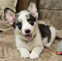 Maverick , a male Pembroke Welsh Corgi for sale in Perry, MO – 1 of 10