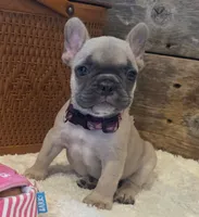 Tatum , a female French Bulldog for sale in Perry, MO – 5 of 10