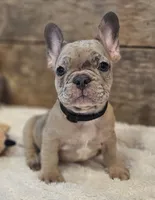 Spunk, a male French Bulldog for sale in Perry, MO – 8 of 10