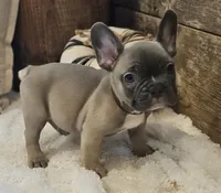 Sawyer, a male French Bulldog for sale in Perry, MO – 3 of 10