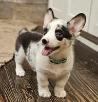 Maverick , a male Pembroke Welsh Corgi for sale in Perry, MO – 10 of 10