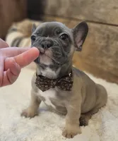 Sawyer, a male French Bulldog for sale in Perry, MO – 8 of 10