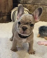 Spunk, a male French Bulldog for sale in Perry, MO – 4 of 10