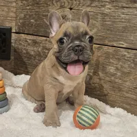 Bo, a male French Bulldog for sale in Perry, MO – 4 of 10