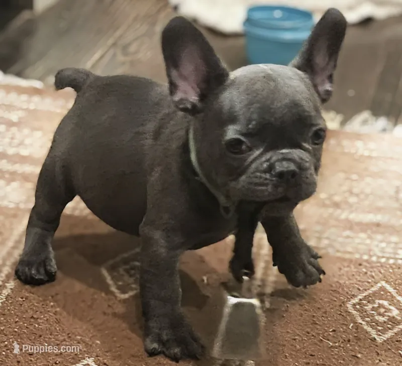 Gizmo – French Bulldog puppy for sale in Perry, MO