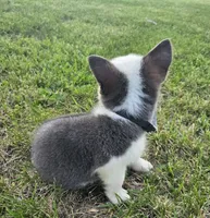 Sprout, a male Pembroke Welsh Corgi for sale in Perry, MO – 8 of 10