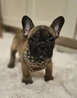 Boomer, a male French Bulldog for sale in Perry, MO – 4 of 10