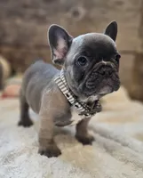 Silas, a male French Bulldog for sale in Perry, MO – 2 of 10
