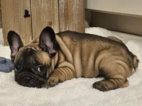 Boomer, a male French Bulldog for sale in Perry, MO – 10 of 10