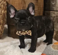 Jack, a male French Bulldog for sale in Perry, MO – 2 of 10