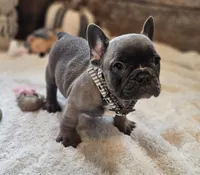 Silas, a male French Bulldog for sale in Perry, MO – 3 of 10