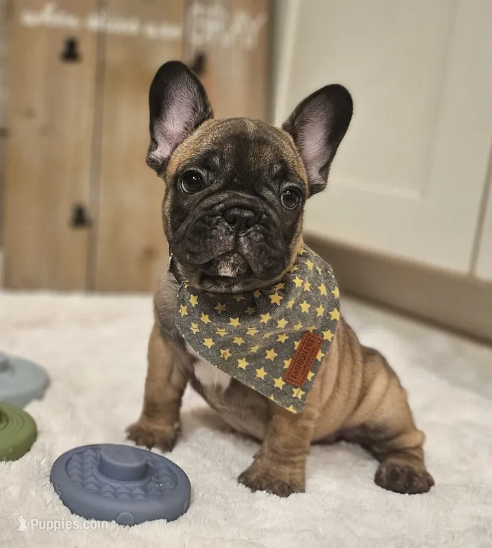 Boomer – French Bulldog puppy for sale in Perry, MO