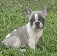 Gibby, a male French Bulldog for sale in Perry, MO – Photo 2 of 10