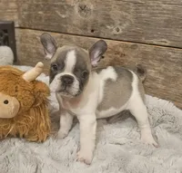 Gibby, a male French Bulldog for sale in Perry, MO – Photo 9 of 10