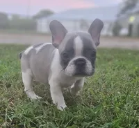 Gibby, a male French Bulldog for sale in Perry, MO – Photo 6 of 10