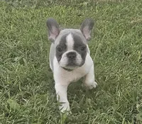 Gibby, a male French Bulldog for sale in Perry, MO – Photo 10 of 10