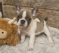 Gibby, a male French Bulldog for sale in Perry, MO – Photo 1 of 10