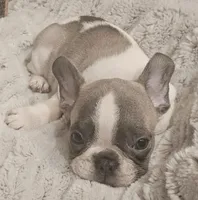 Gibby, a male French Bulldog for sale in Perry, MO – Photo 4 of 10