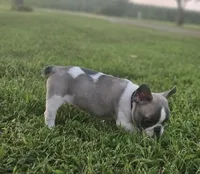 Gibby, a male French Bulldog for sale in Perry, MO – Photo 5 of 10