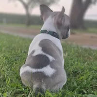 Gibby, a male French Bulldog for sale in Perry, MO – Photo 3 of 10