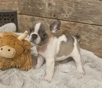 Gibby, a male French Bulldog for sale in Perry, MO – Photo 7 of 10