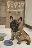 Boomer, a male French Bulldog for sale in Perry, MO – 2 of 10