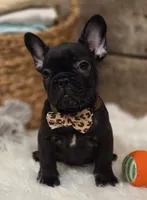 Brock...New Pictures 💙 💙 💙, a male French Bulldog for sale in Perry, MO – Photo 4 of 10