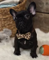 Brock...New Pictures 💙 💙 💙, a male French Bulldog for sale in Perry, MO – Photo 8 of 10