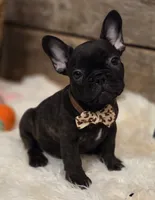 Brock...New Pictures 💙 💙 💙, a male French Bulldog for sale in Perry, MO – Photo 10 of 10