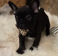 Brock...New Pictures 💙 💙 💙, a male French Bulldog for sale in Perry, MO – Photo 3 of 10