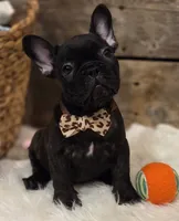 Brock...New Pictures 💙 💙 💙, a male French Bulldog for sale in Perry, MO – Photo 1 of 10